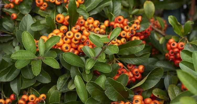 Snoeien de vuurdoorn (Pyracantha)