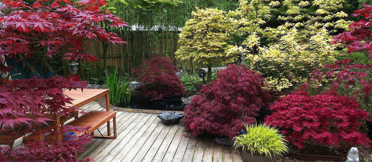 Is jouw tuin klaar voor een Indian Summer?