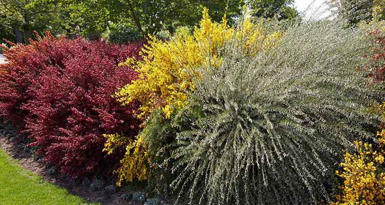 Snoeien de brem (Cytisus praecox)