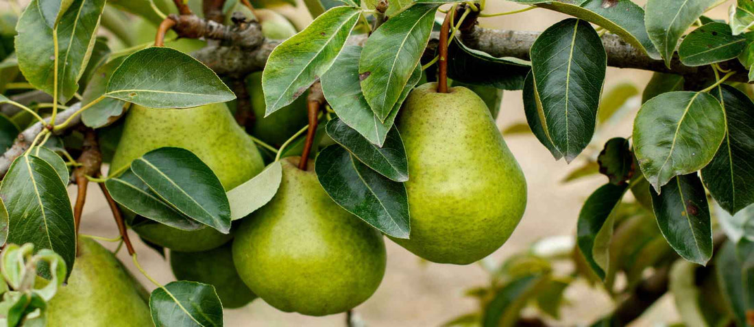 Snoeien de perenboom (Pyrus communis)