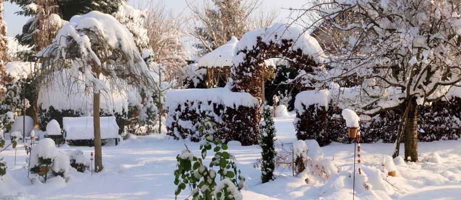 Top winterharde planten die jouw tuin opfleuren in het najaar  Bakker.com