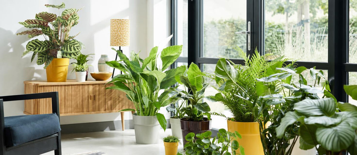 Top 10 luchtzuiverende planten