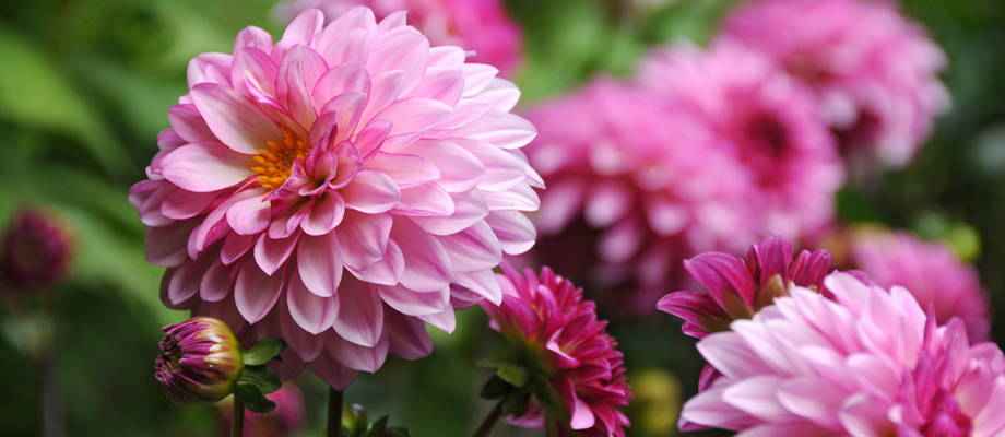 Biologische planten en bloembollen  Bakker.com