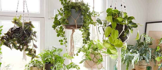 Hangplanten: hippe én handige groentrend
