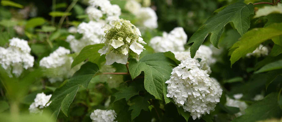 Snoeien de eikenbladhortensia