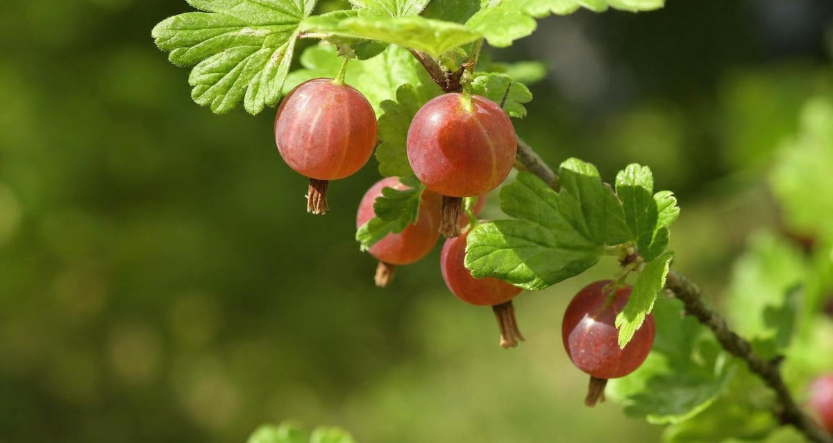 Snoeien de kruisbes (Ribes rubrum)