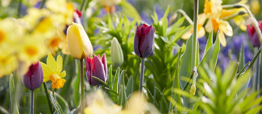 Bollen planten in de lente, bloemenzee in de zomer!