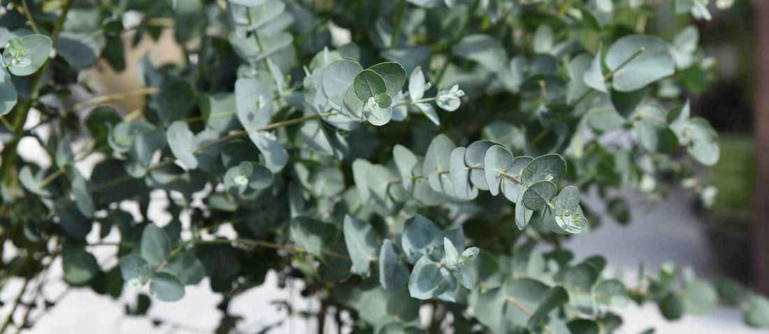 Snoeien de Eucalyptus (Eucalyptus gunni)
