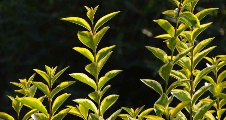 Snoeien de liguster (Ligustrum)