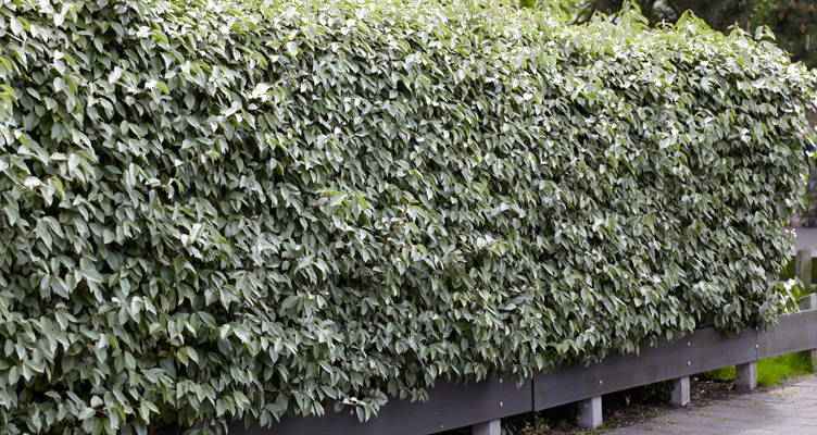 Snoeien de olijfwilg (Elaeagnus Pungens)