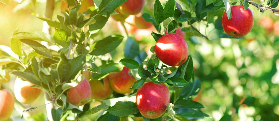 Fruitbomen snoeien: wanneer en hoe?