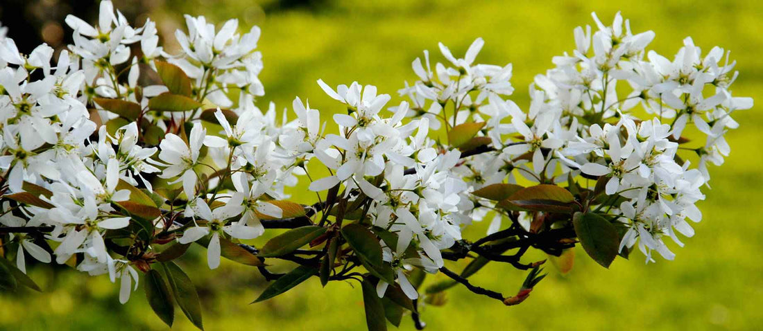 Snoeien van de krentenboom