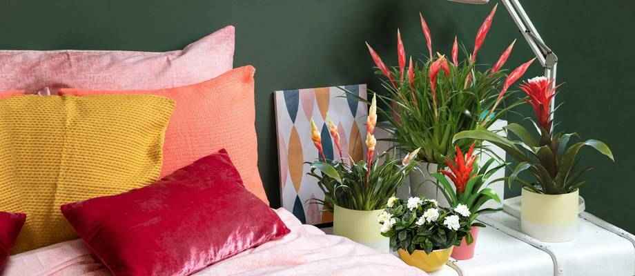 Welke planten passen bij welke interieur stijl?