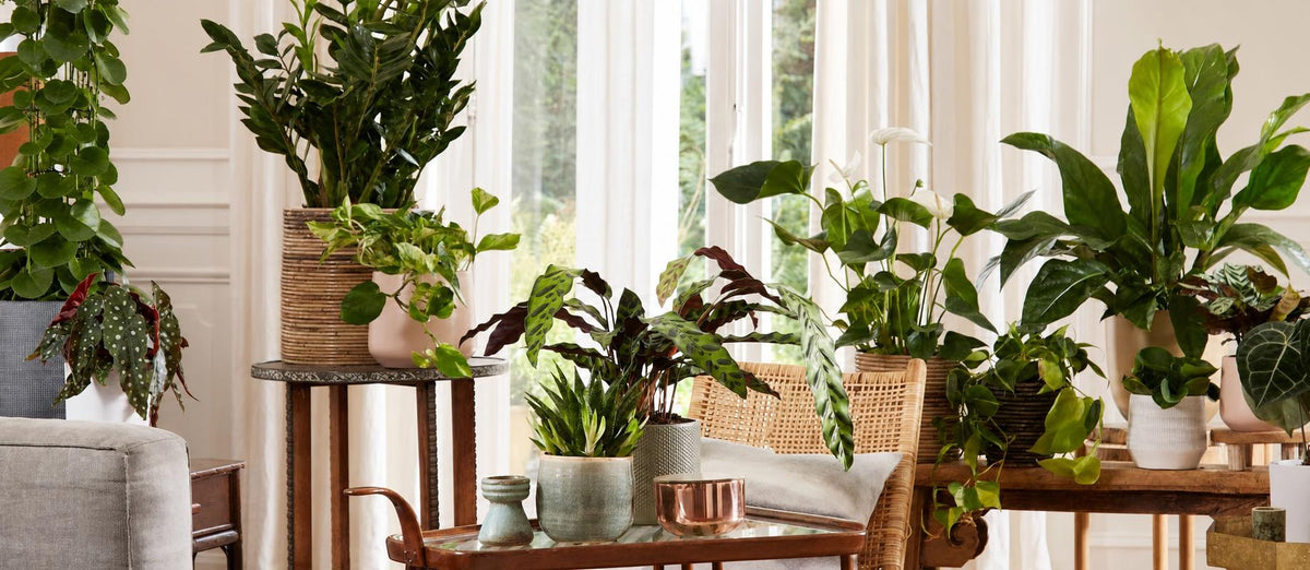 Aan de slag met je interieur? Vergeet deze 8 kamerplantentrends niet