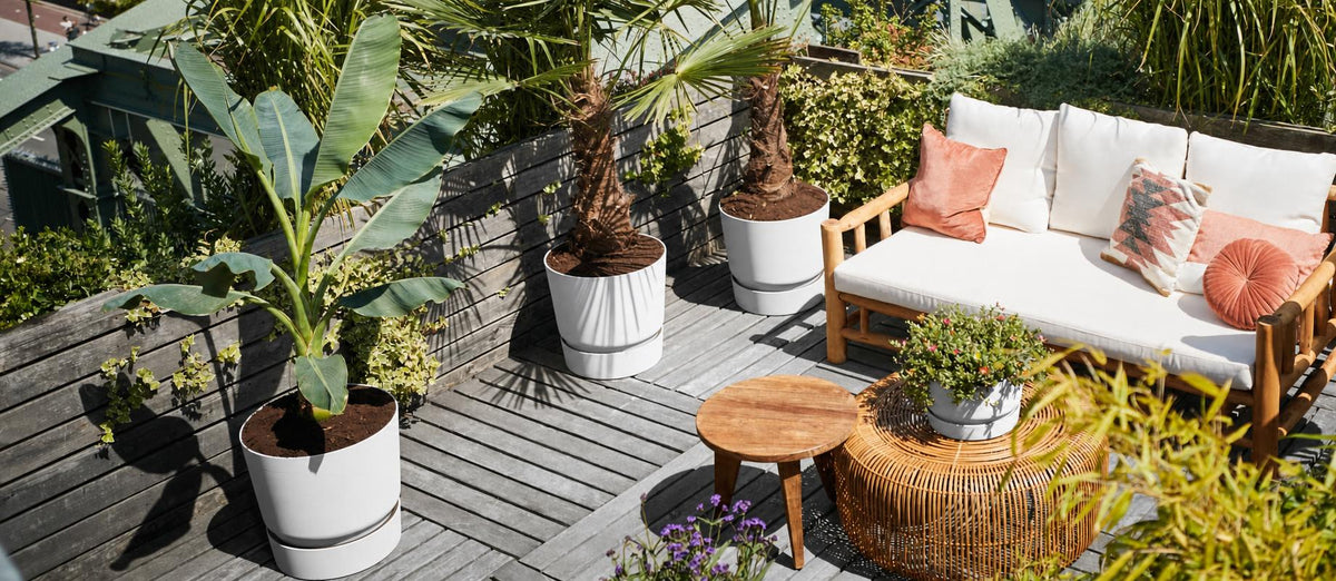 Top 5 kamerplanten voor buiten