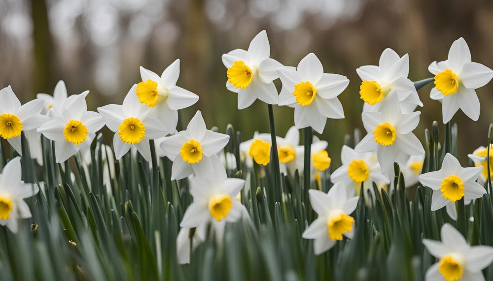 Wanneer bloeien de narcissen