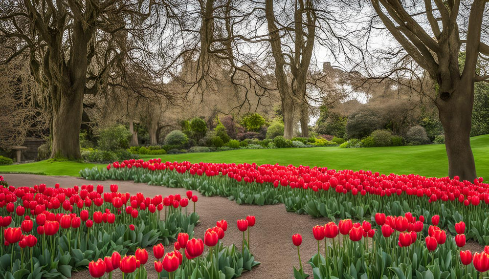 Gids voor het onderhoud van tulpen