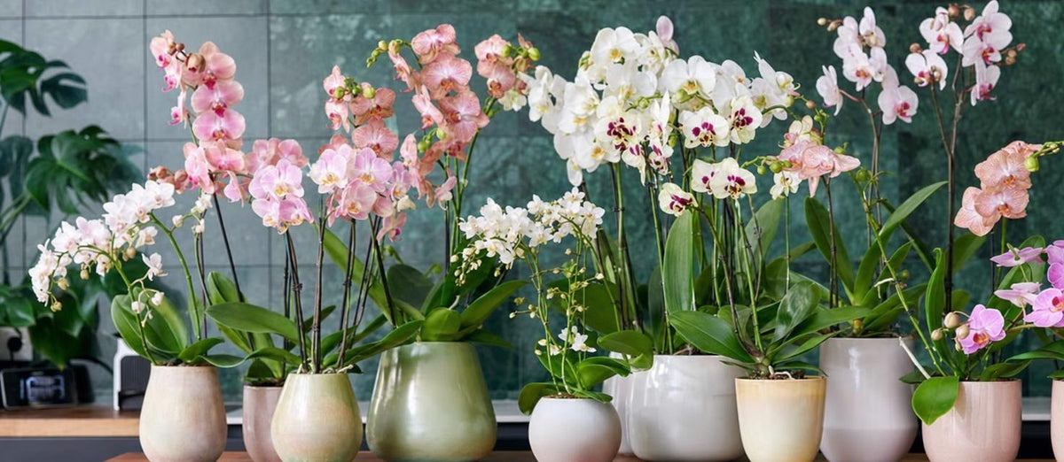 Orchideeën: de kleurrijke pracht van jouw huiskamer