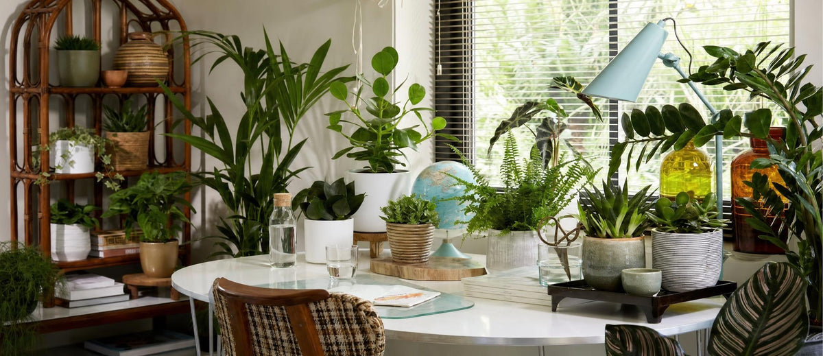 Kleur alle kamers in huis groen