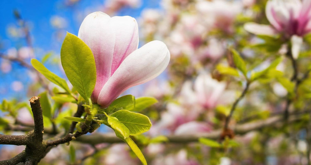 Snoeien de Magnolia (Beverboom)