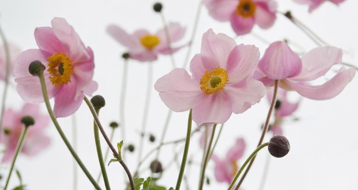 Anemonen planten en verzorgen