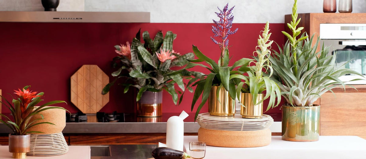 Fleur je (thuis)werkplek op met deze tropische kamerplanten
