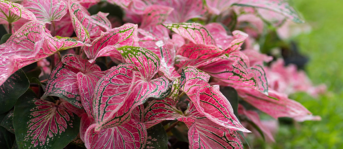 Alles wat je moet weten over de Caladium