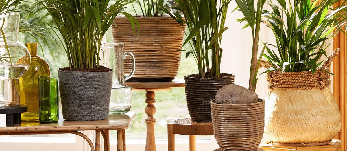 Botanische trend: planten in manden