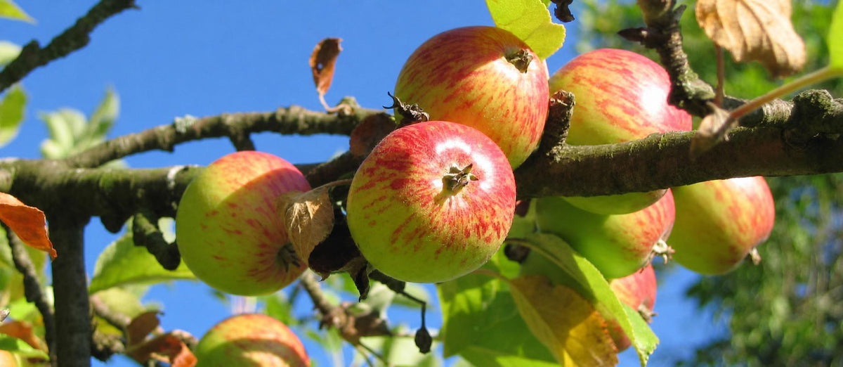 Snoeien de appelboom (Malus domestica)
