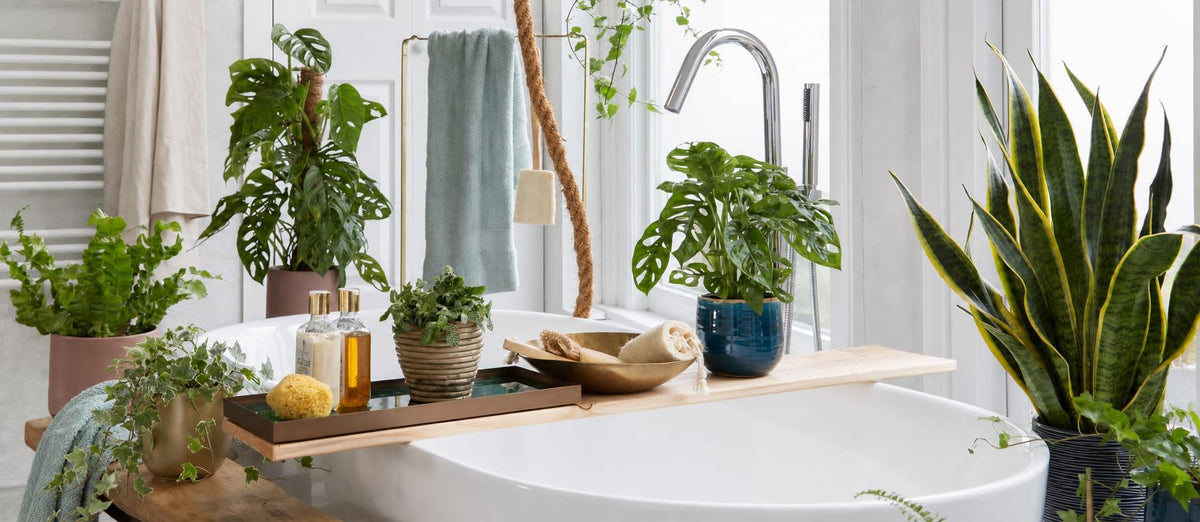 Deze 5 planten zijn perfect voor in jouw badkamer