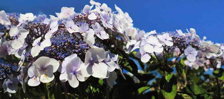Snoeien de fluweelhortensia