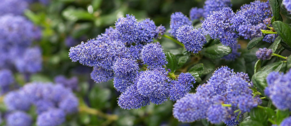 Snoeien de Amerikaanse sering (Ceanothus)