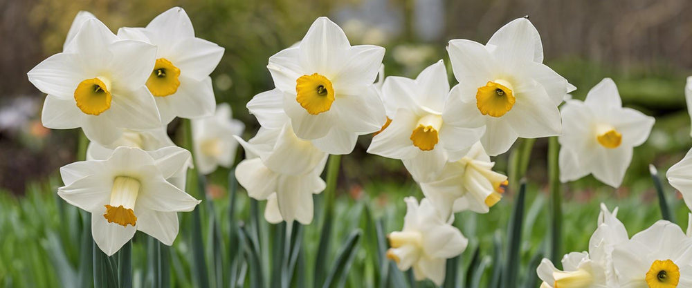 De beste soorten gele narcissen