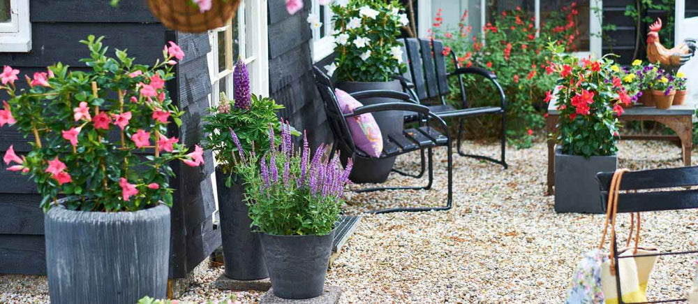 Terrasplanten in pot kleuren het terras!
