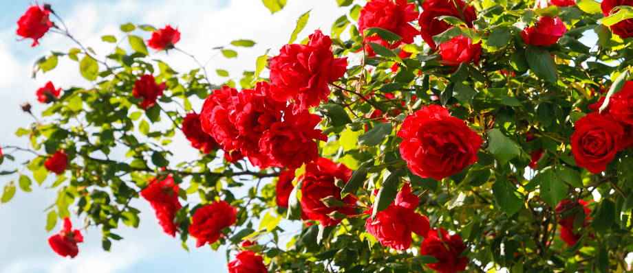 Rozen snoeien: hoe en wanneer?