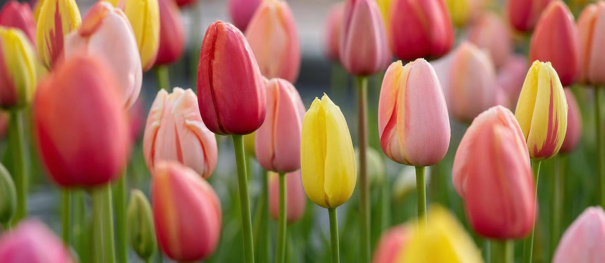 Alles wat je moet weten over tulpen