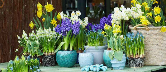 Bloembollen planten in pot