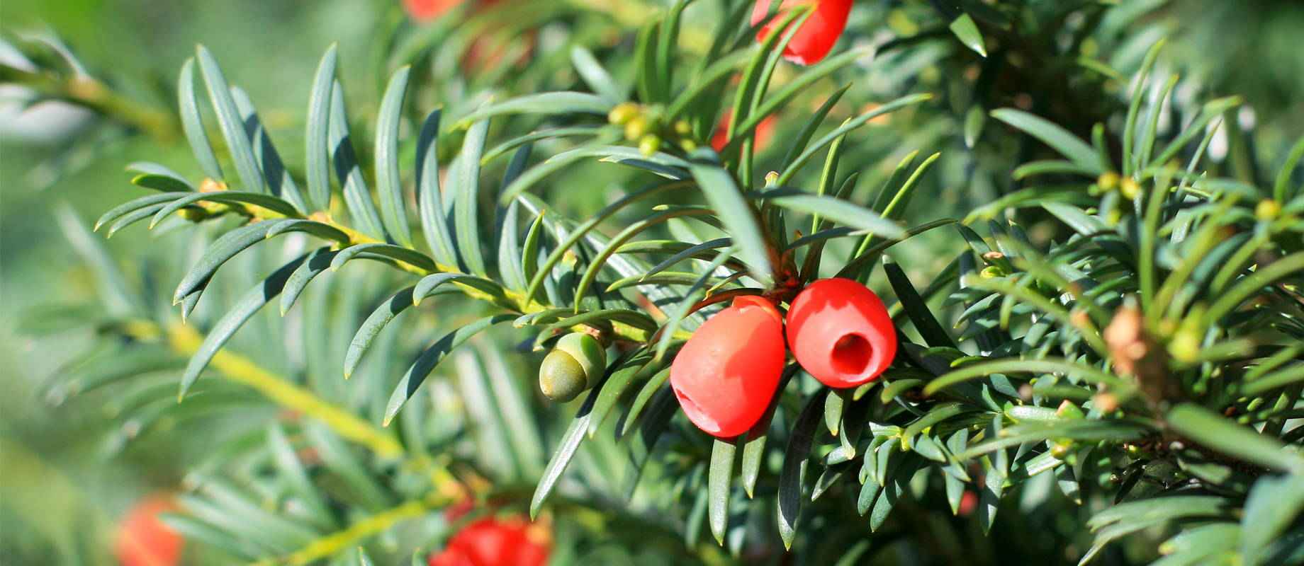 thuja nadeln kompost Koniferen Dünger - Mineralischer NPK Flüssigdünger mit Stickstoff main image 1