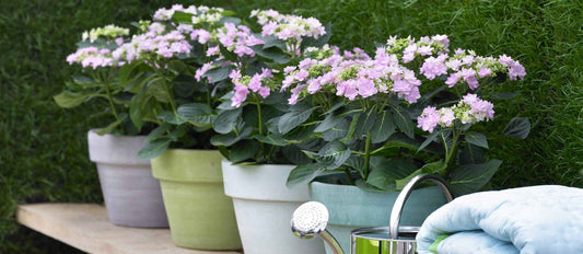 De nieuwste trend voor binnen en buiten: pastelkleurige planten