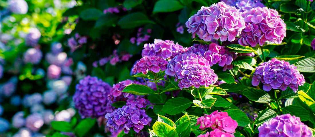 Hortensia in de spotlight