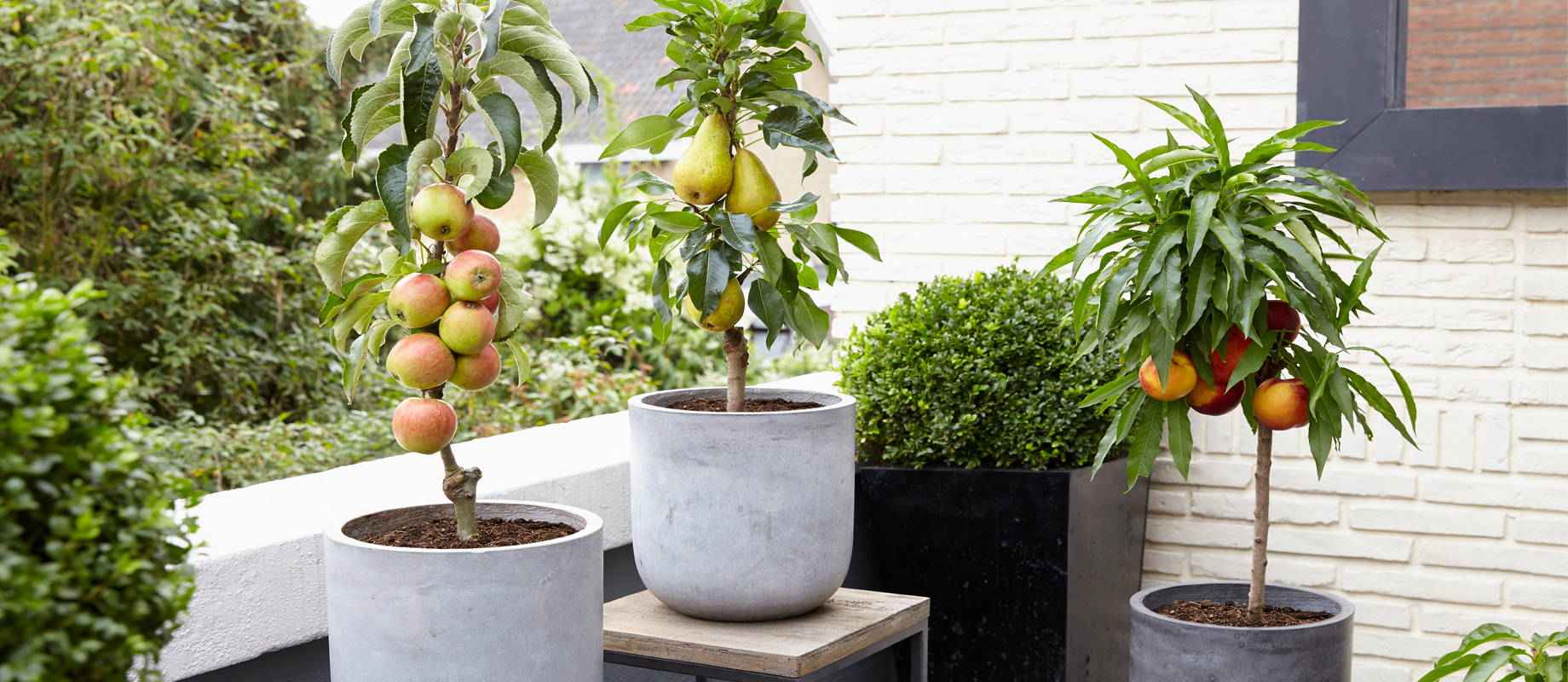 Centimeter Afbreken trog Fruit op het balkon of terras – Bakker.com