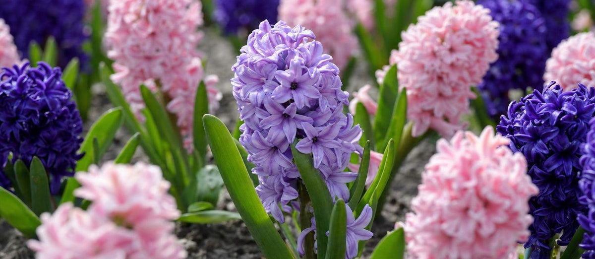 De hyacint: lieflijke bloemen voor de lente