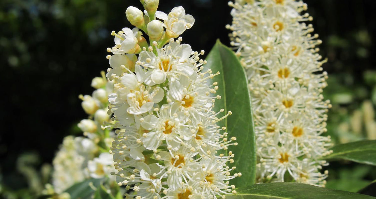 Snoeien de laurierkers (Prunus laurocerasus)