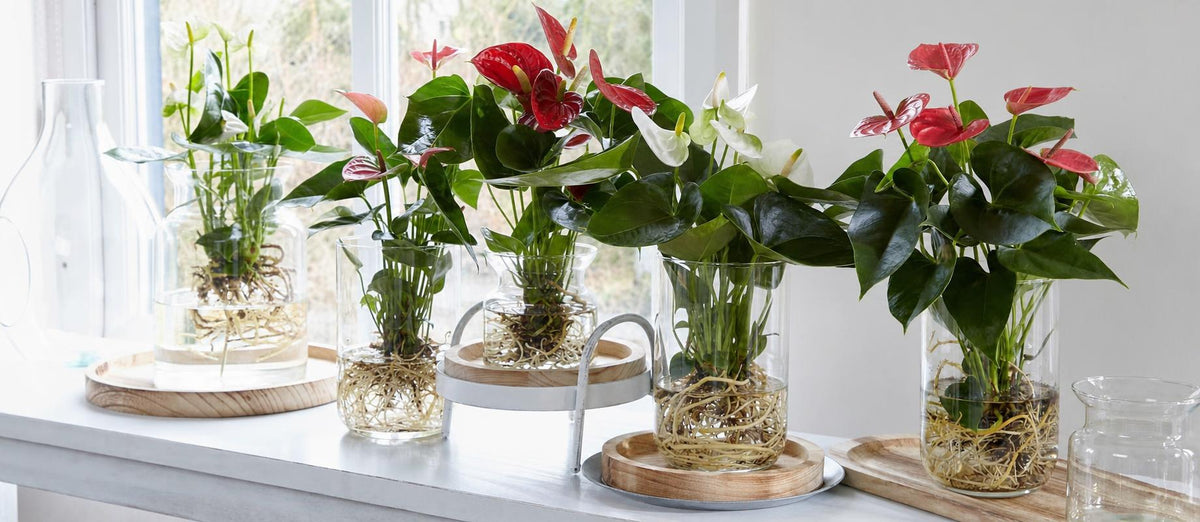 Anthurium op water: zo do je dat!