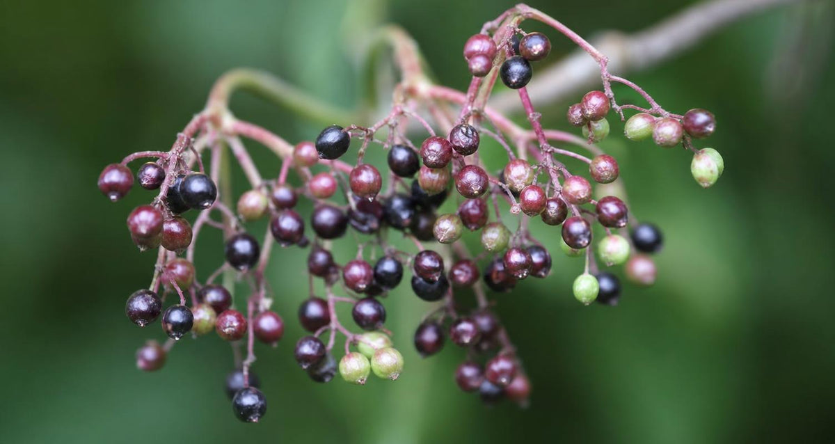 Snoeien de vlier (Sambucus)
