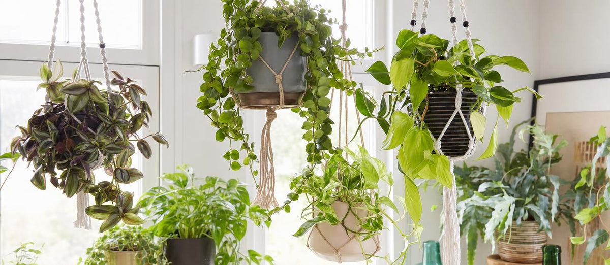 Hangplanten: de hipste groen trend