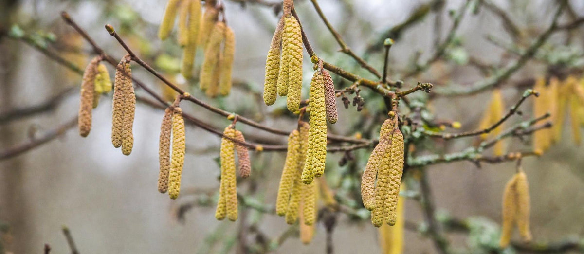 Snoeien de hazelaar (Corylus avellana)