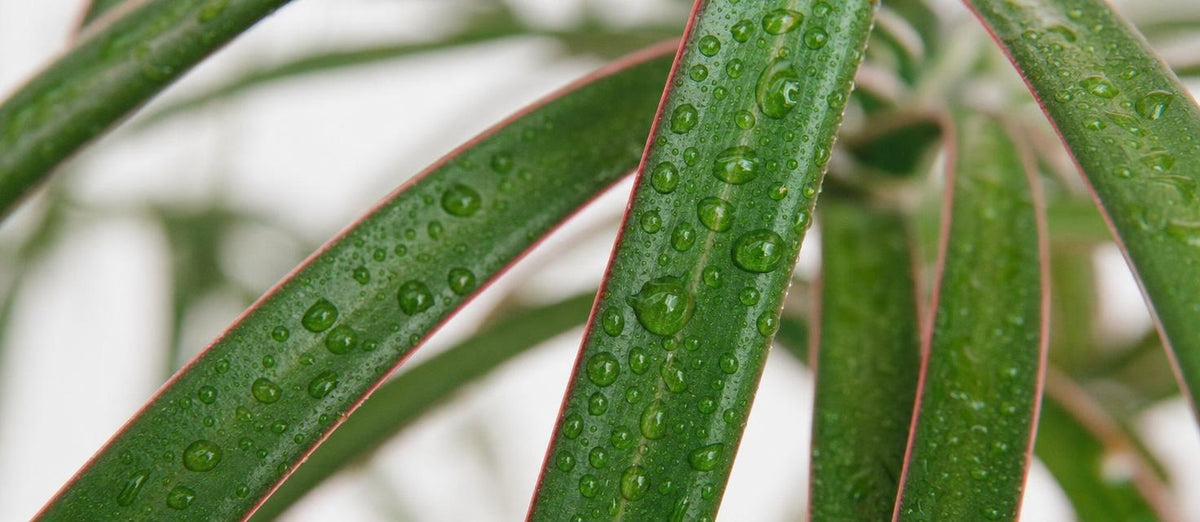 Kamerplanten verzorging tijdens een hete zomer