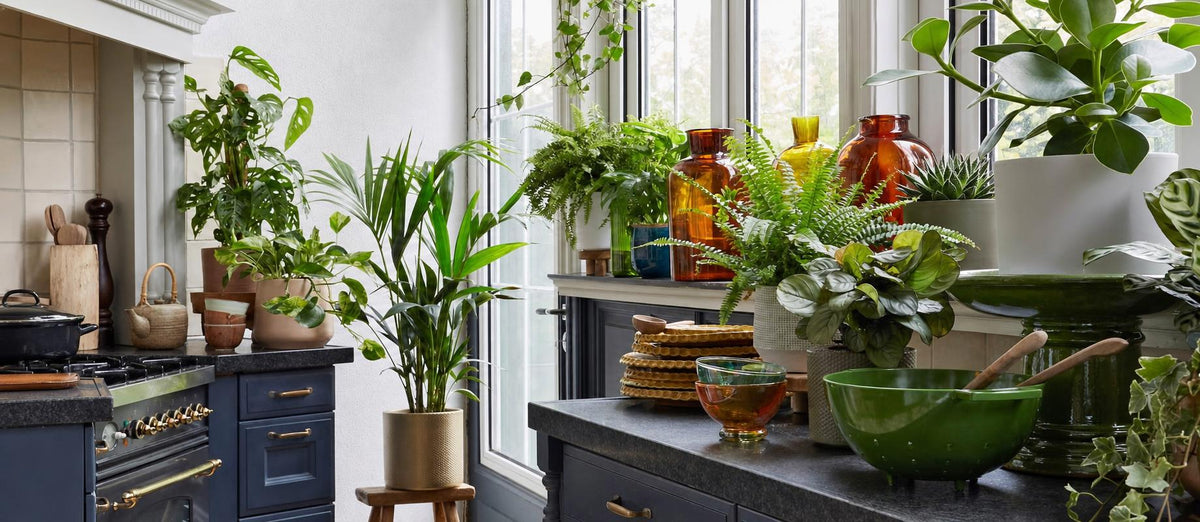 Plantensets die jouw kamer in één keer groen kleuren