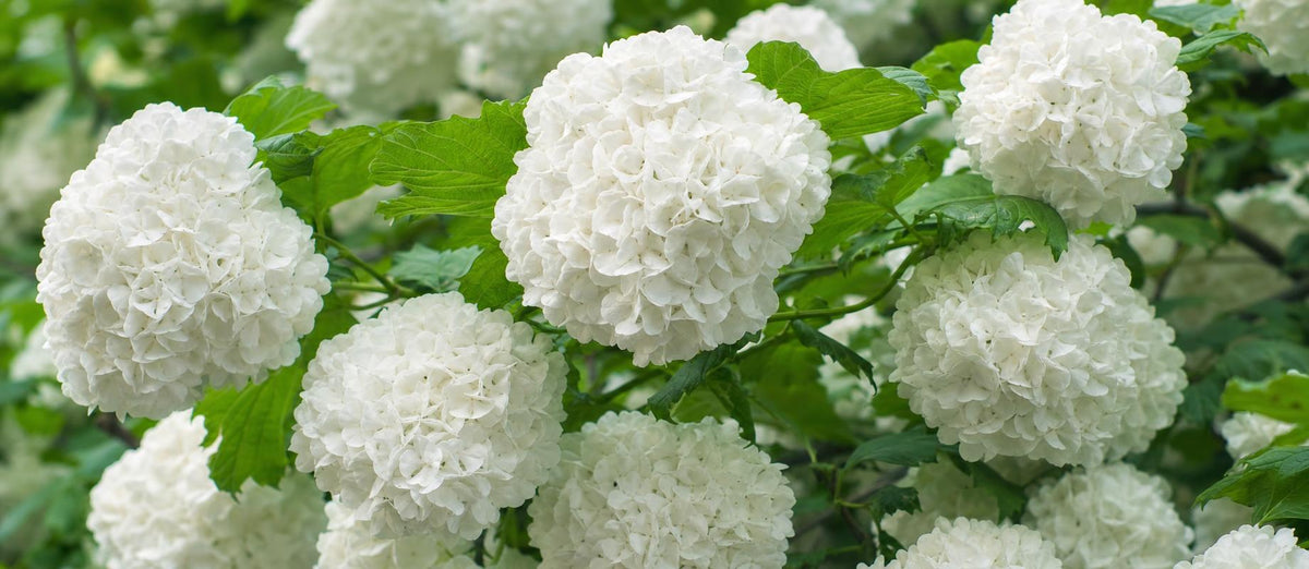 Snoeien de sneeuwbal (Viburnum)